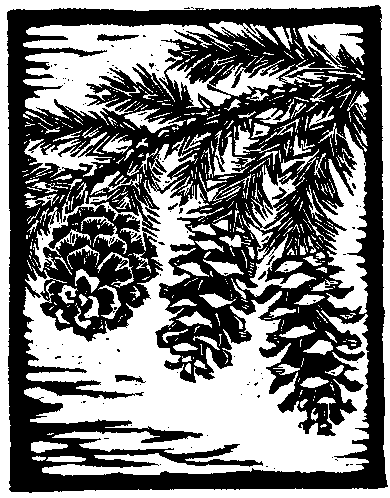 Mountain Hemlock Cones. Slightly Less Than Natural Size