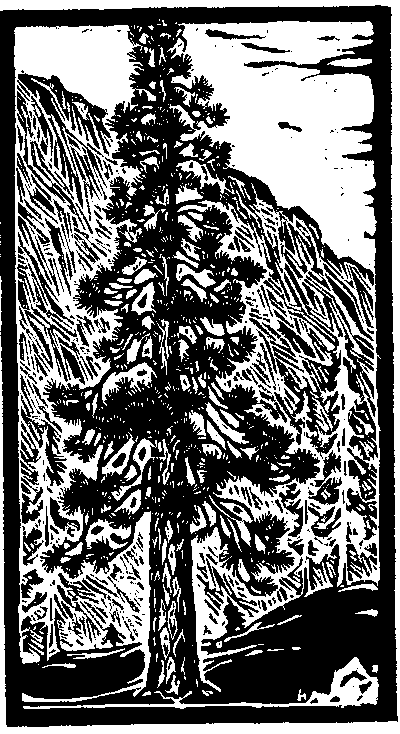 Ponderosa Pine Tree