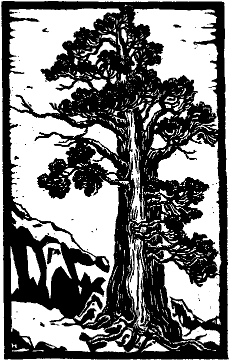 Sierra Juniper Tree