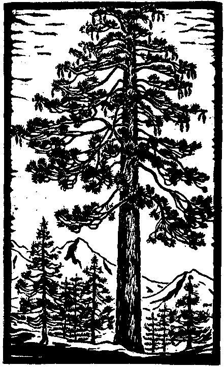Sugar Pine Tree