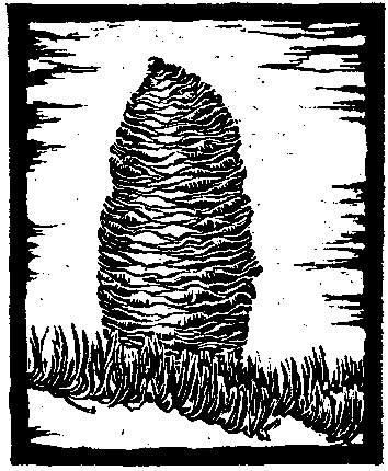 White Fir Cone. Slightly Less Than Natural Size