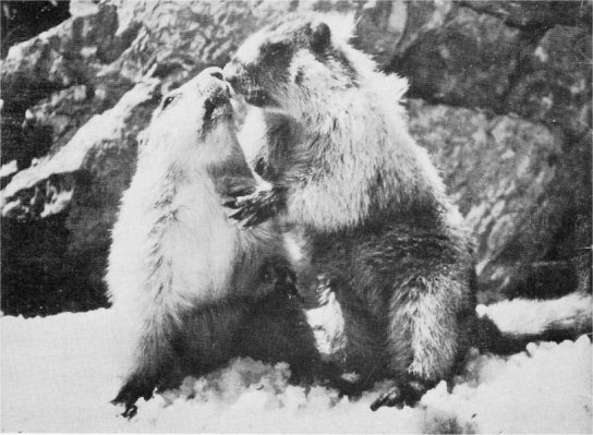 Marmots