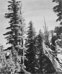 Mountain Hemlock. McCrary, NPS