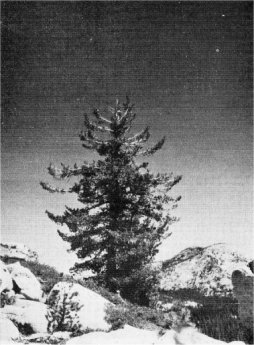 Western White Pine. McCrary, NPS