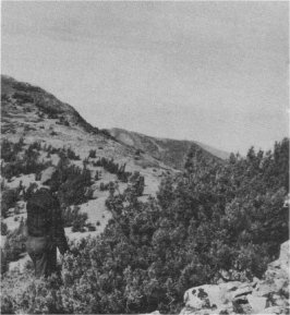 On windswept slopes at high elevations, whitebark pines grow to heights of only 18 to 24 inches. McCrary, NPS