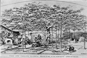 The Celebrated Grapevine at Montecito