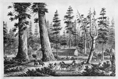 Entering the Calveras Grove of Big Trees