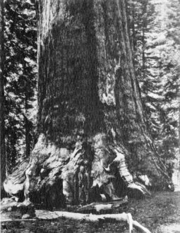 Galen Clark at the Base of the Grizzly Giant, Mariposa Grove