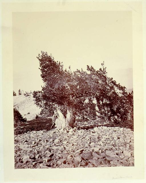 Mountain pine tree, on Mount Shasta, Calif.