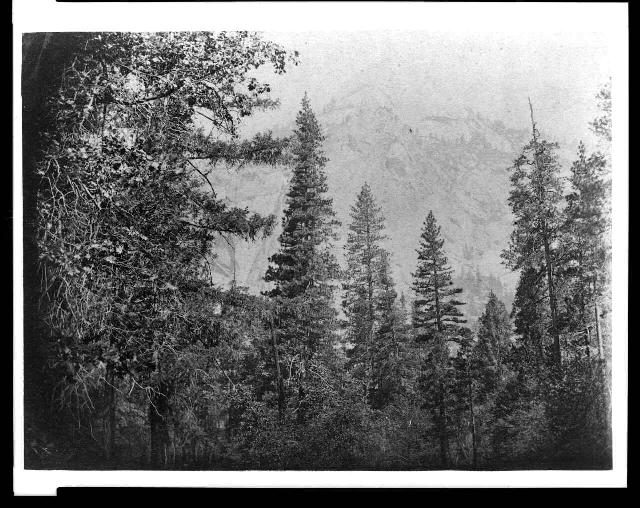 Trees with North Dome in background