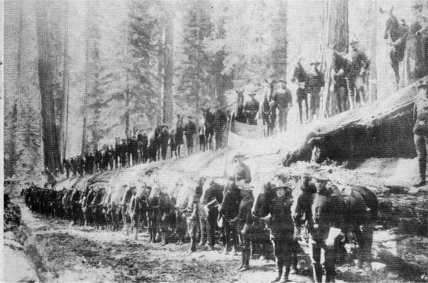 Troop F, 6h Cavalry on Fallen Monarch, Mariposa Grove