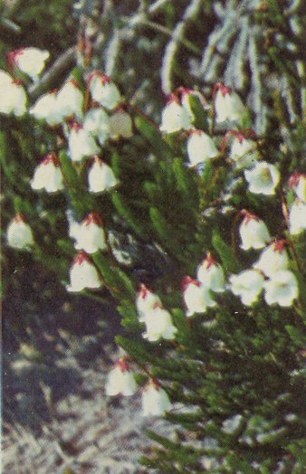 White Heather Plant