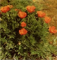 CALIFORNIA POPPY Eschscholtzia californica