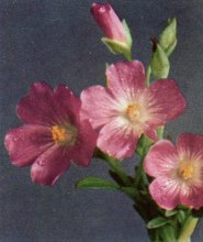 Red Maids, Calandrinia ciliata