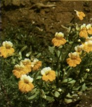 Yellow-and-white Monkey Flower, Mimulus bicolor