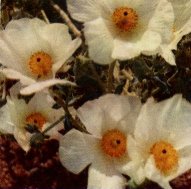 Prickly Poppy or Chicalota, Argemone platyceras