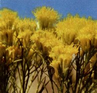 Rabbbit Brush, Chrysothamnus nauseosus