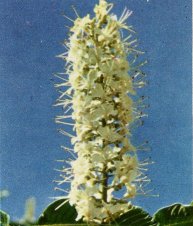 California Buckeye, Aesculus californica
