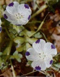  Five Spot or Calico Flower