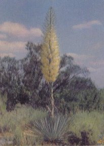  Chaparral Yucca, Yucca whipplei