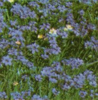 Blue-eyed Grass, Sisyrinchium bellum