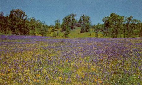Lupine field