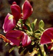 Chaparral Pea, Pickeringia montana
