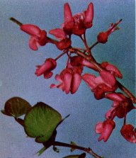 Western Redbud, Cercis occidentalis