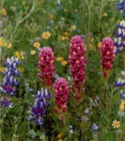 Owl's Clover, Orthocarpus purpurascens