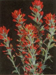 Indian Paint Brush, Castilleia sp.