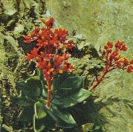 Amador Dudleya, Dudleya cymosa

