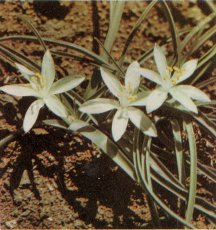 Mountain Lily, Leucocrinum montanum


