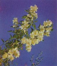 Syringa or Mock Orange, Philadelphus lewisii

