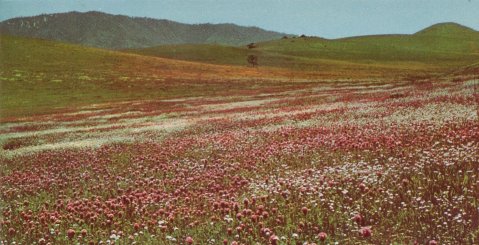 Blanket of flowers including Purple Owl's Clover and Popcorn Flowers