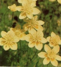 Cream Cups, Platystemon californicus