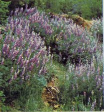 Bush Lupine, Lupinus