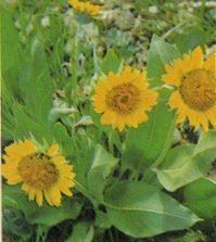 Wyethia helenioides

