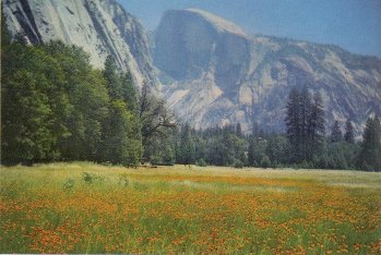 Half Dome overlooks Yosemite Valley and a field of Sneezeweed.