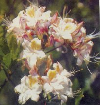 Western Azalea, Rhododendron occidentalis