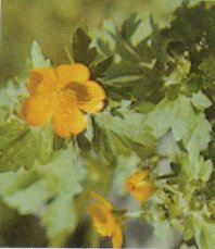Buttercup, Ranunculus sp.