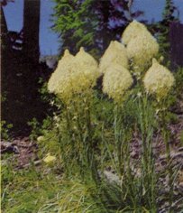 Bear Grass, Xerophyllum tenax