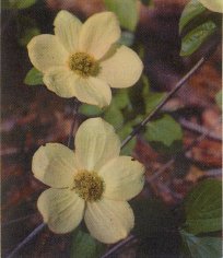 Pacific Dogwood, Cornus nuttallii