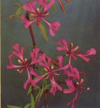 Red Ribbons, Clarkia sp.
