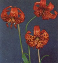 Tiger Lily, Leopard Lily, Lilium pardalinum