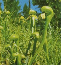 Pitcher Plant or Cobra Plant, Darlingtonia californica