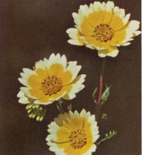 Tidy-tips, Layia platyglossa