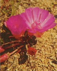 Bitter Root, Lewisia rediviva