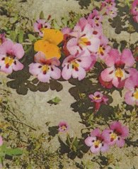 Monkey Flower, Mimulus sp.