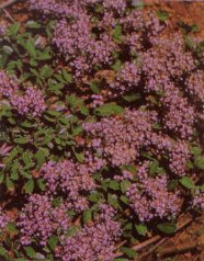 Mahala Mat, Squaw Mat, Ceanothus prostratus