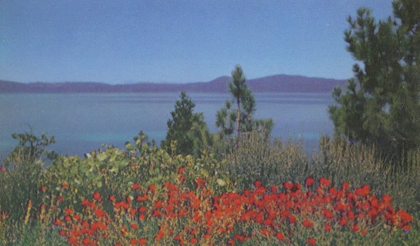 Lake Tahoe. Paint Brush (Castilleia) in foreground.